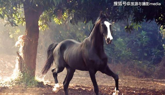 比印度皇室还要尊贵的马,耳朵很特别,长得很滑稽?还被
