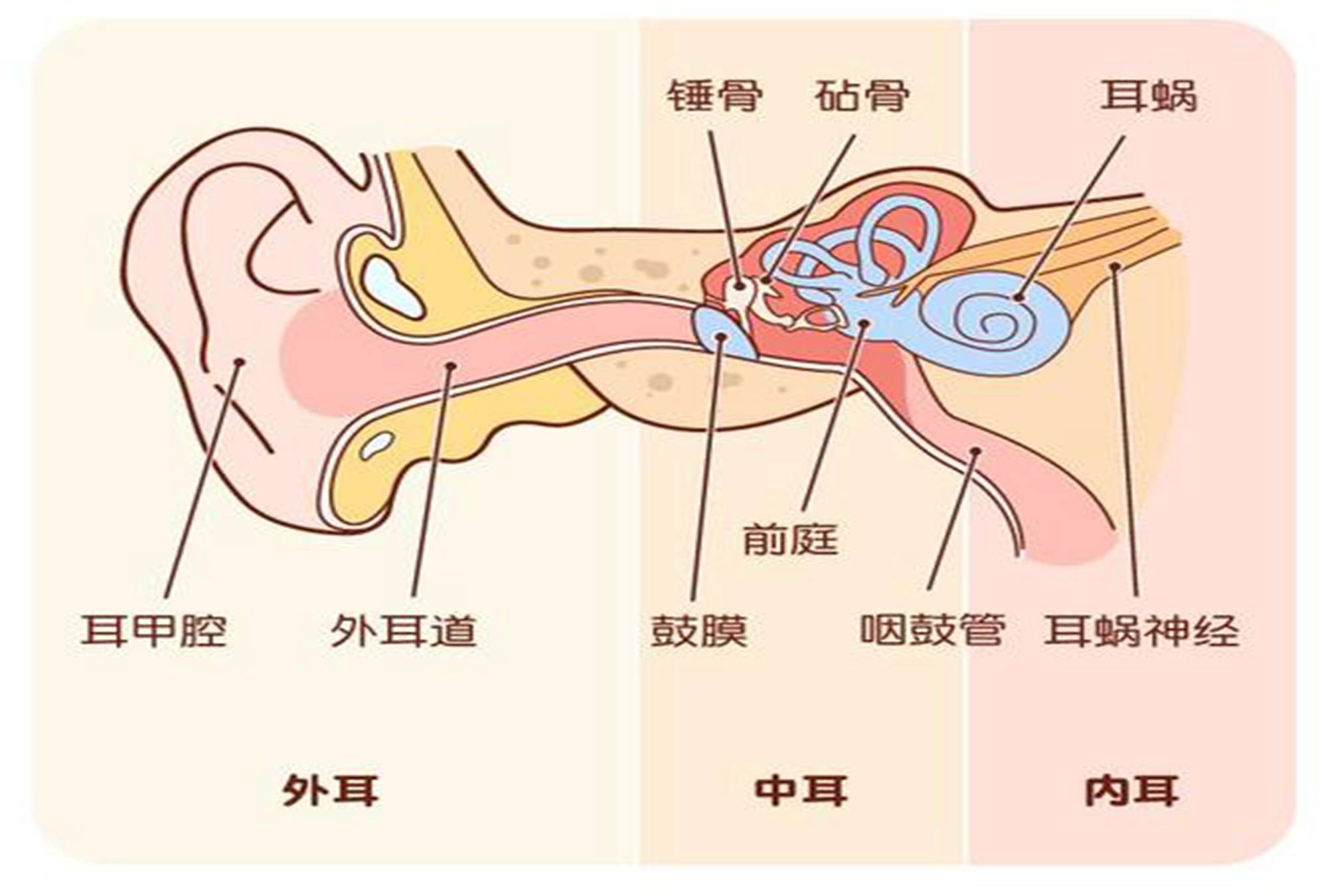 四. 损害耳朵内部结构