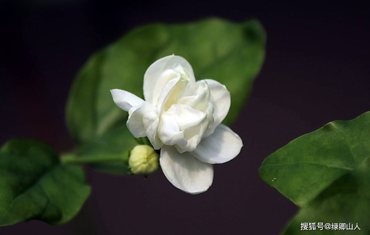 一番秋早秀,彻日坐傍香——茉莉花
