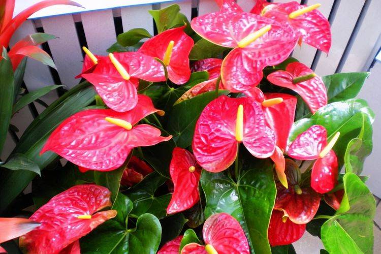 客厅养花,就养三种"吉祥花",有好寓意!_花卉
