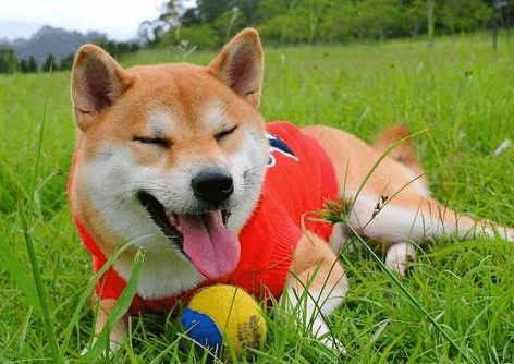 899719bd0b22486ba3d232c4003e5dee.png