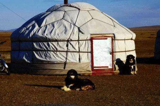 男游客在蒙古包留宿时，为什么主人在地上放红线？看完涨知识