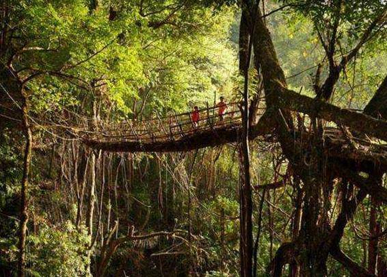 印度最神奇的桥梁：当地人用树种出来的，500年来越走越牢固！
