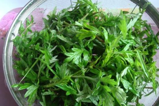 婆婆丁野菜有什么功效 156983705fb74746bb165d0bae9bbfd3.jpeg