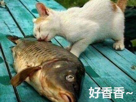 貓咪看見小魚干，激動的得意忘形，忽然腳下一打滑，場面讓人笑噴 萌趣萌寵 第1张