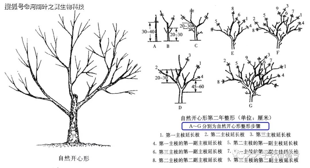 各主枝上配置副主枝或侧枝3~4个,分枝角40°左右.