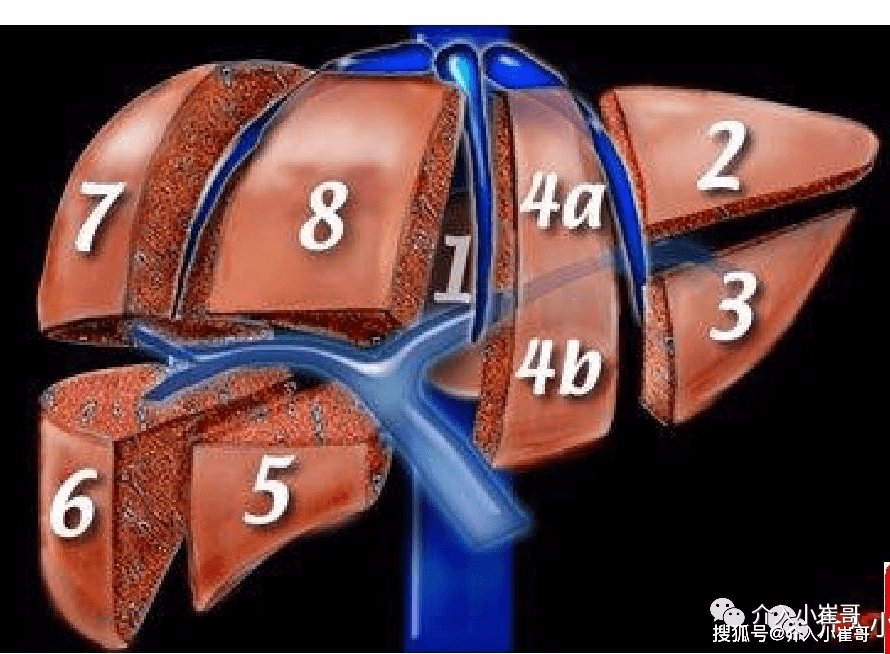 肝脏s8在哪里小崔哥为您讲解肝脏解剖位置