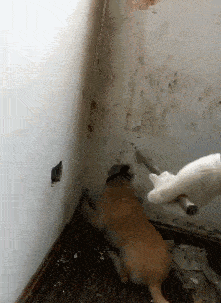 搞笑gif段子:4,我应该没看花眼吧?这哥们骑摩托车速度