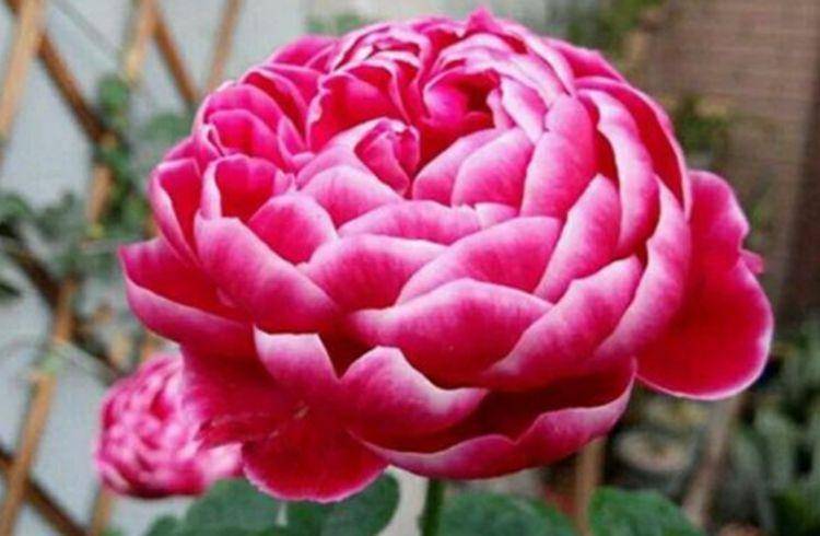 牡丹的花期是多长 38df4fe916bc4fdcbb5bce6b1592c57a.jpeg