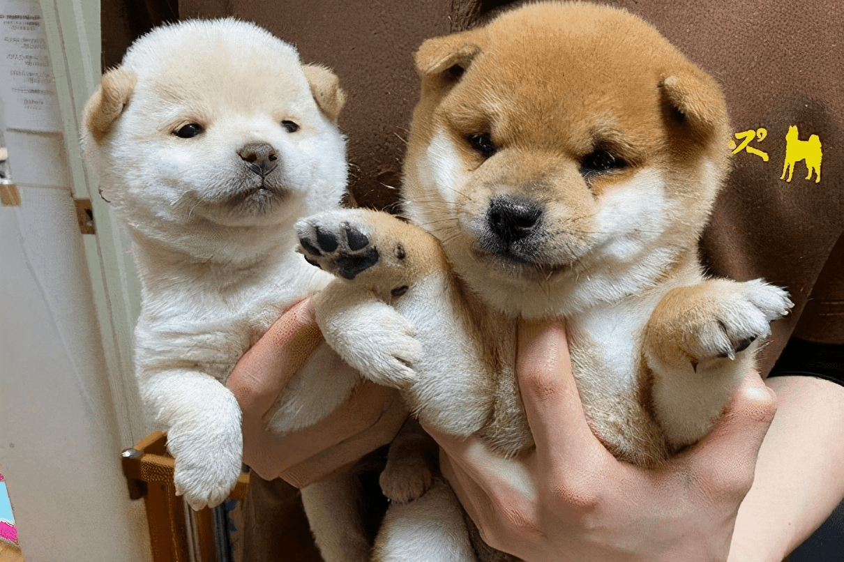 216485c576664fda9538592d294552a5.png