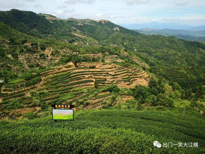 茶 山 寻 芳