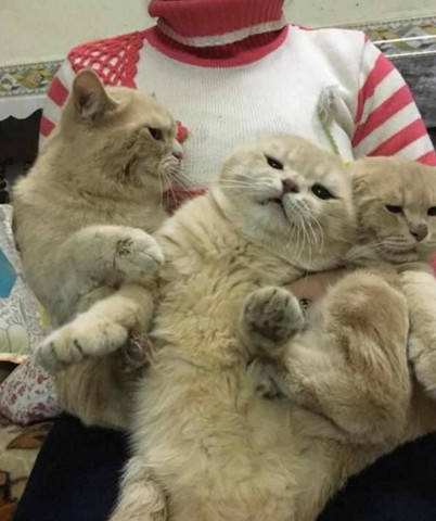 什么才算真正的爱猫人士 cda2eaae668847bdb27b2af3a72172a5.jpeg