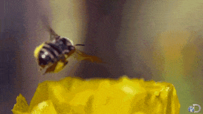 fc5c89ebc6e74a088a9d6baed975925c.gif