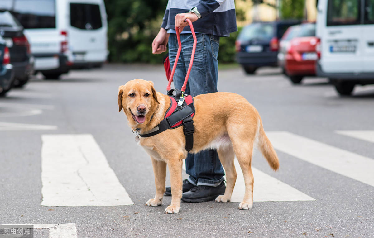 原创科普导盲犬的甄选条件多首要条件必须是品种犬其次就是健康