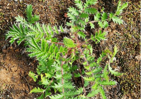 此草地下藏"鸡腿,儿时想吃找不到,如今无人问津了,价值极高