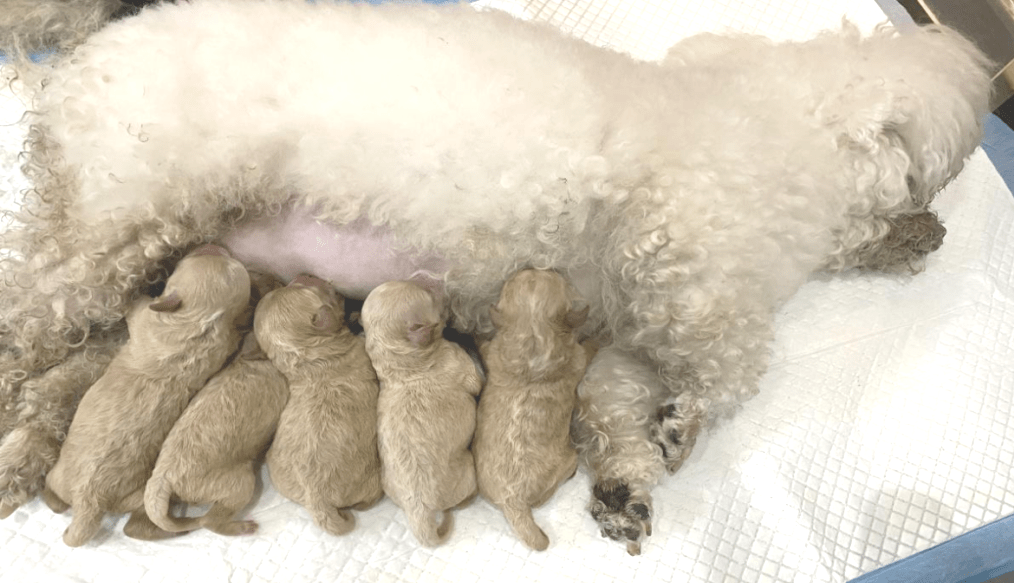 后续恢复正常 连同做了母犬绝育手术减少后续发情问题和子宫问题