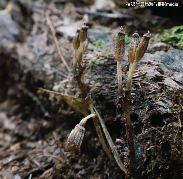 世界上最丑的兰花外形丑陋无比却拥有玫瑰般的香气