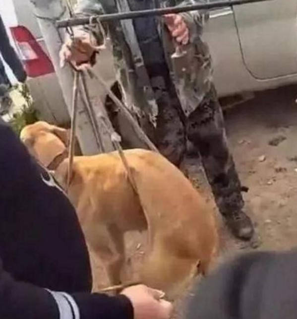 狗狗为家庭辛苦一生 老了之后却被主人称斤卖掉 老狗只能任人宰割