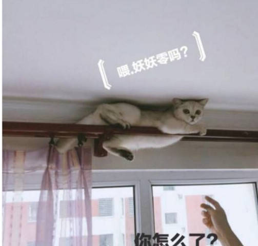自家貓咪失蹤半天，找遍全家都沒找著，抬頭一看頓時哭笑不得！ 萌趣萌寵 第1张