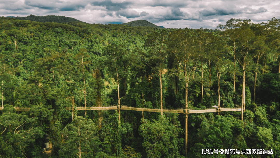 向往向西南——在北纬21度的雨林怀中，踏进绿野仙踪