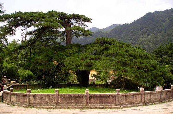 安徽有棵被遗忘的松树，比迎客松大六百岁，被誉为“天下第一松”