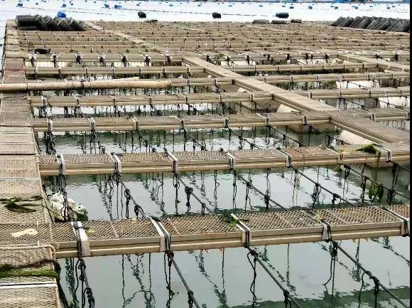 成本|柠檬豆发布革命性新型不锈钢，成本降低20-30%，高耐蚀！高强度！高抗菌！