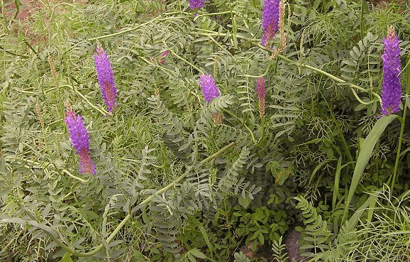 沙打旺一种可种植于北方地区的牧草也是天然的绿肥