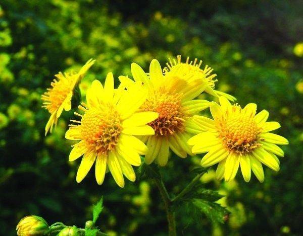 原创野菊花是专一的爱,金黄色的花朵,就像是小太阳一样