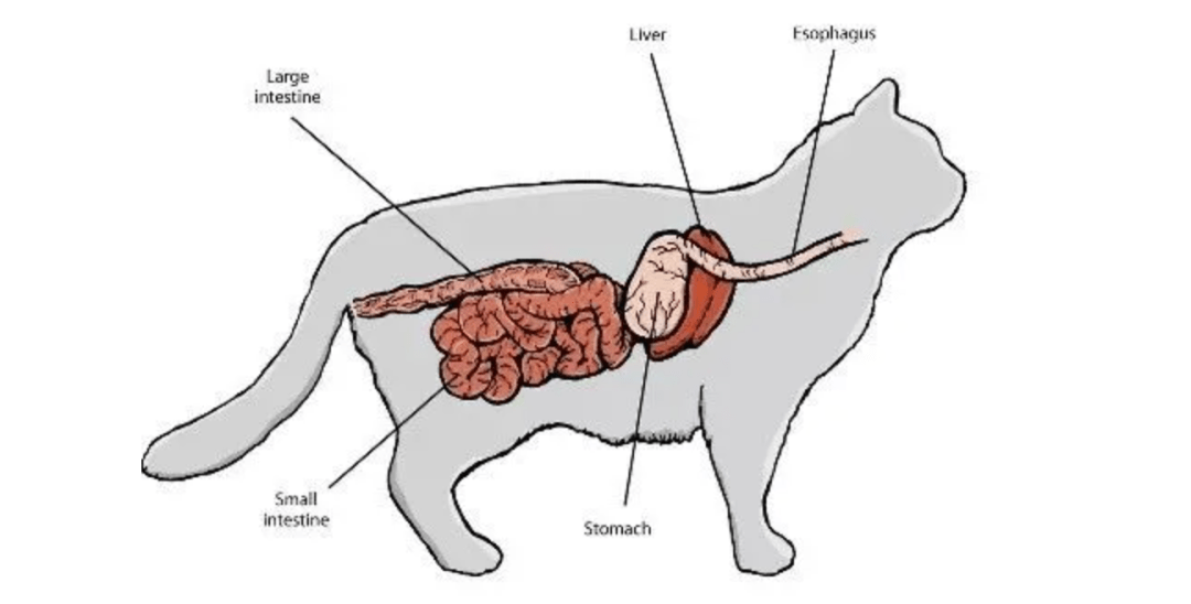 02了解关于猫咪的消化系统通常说明猫咪出现了肠胃问题.