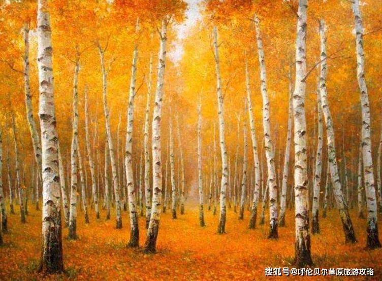 呼伦贝尔白桦林秋季景色如何呢?