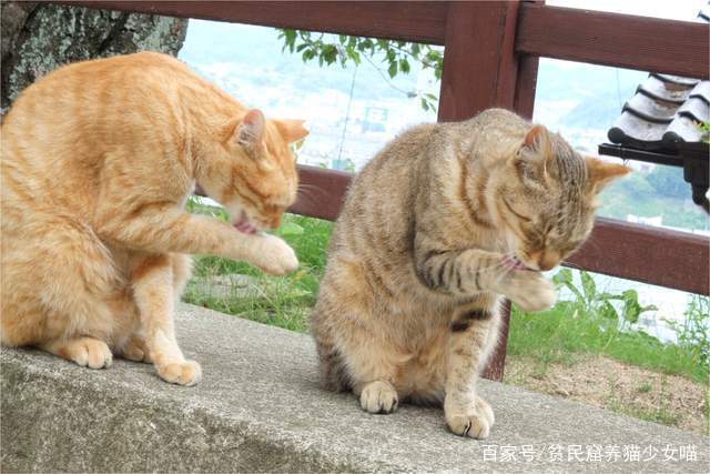 同步猫,猫咪动作相似率高达99%,在一起久了连姿势都变一样了