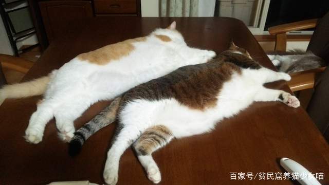 同步猫,猫咪动作相似率高达99%,在一起久了连姿势都变一样了