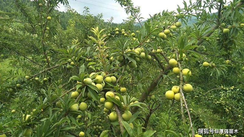 新品种李子清泉蜜脆李