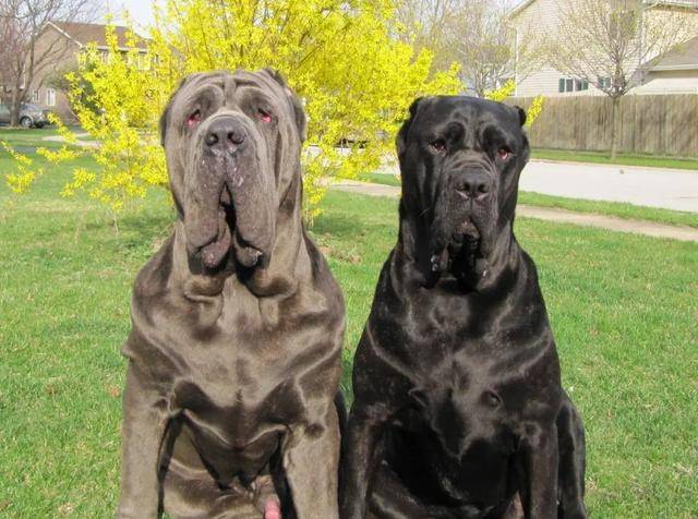 世界三大恶犬之一,最丑狗狗大赛冠军,黑手帮却喜欢那不勒斯獒犬