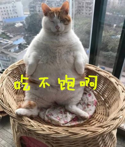 大橘貓午飯沒吃飽，氣呼呼的坐窗戶邊，鏟屎官走近一看笑翻！ 萌趣萌寵 第3张