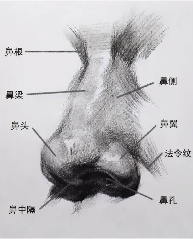 人物五官素描不会画?这里奉上人像五官超详细画法步骤