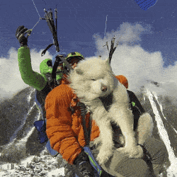 250_250gif 动态图 动图