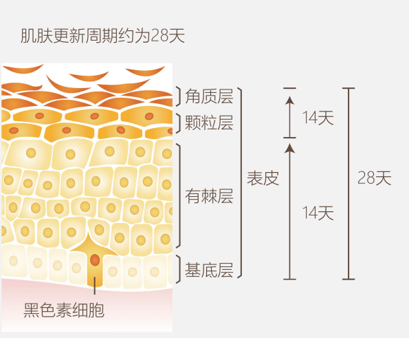 原创无斑时代解决皮肤问题肌肤,5大核心重建皮肤代谢系统