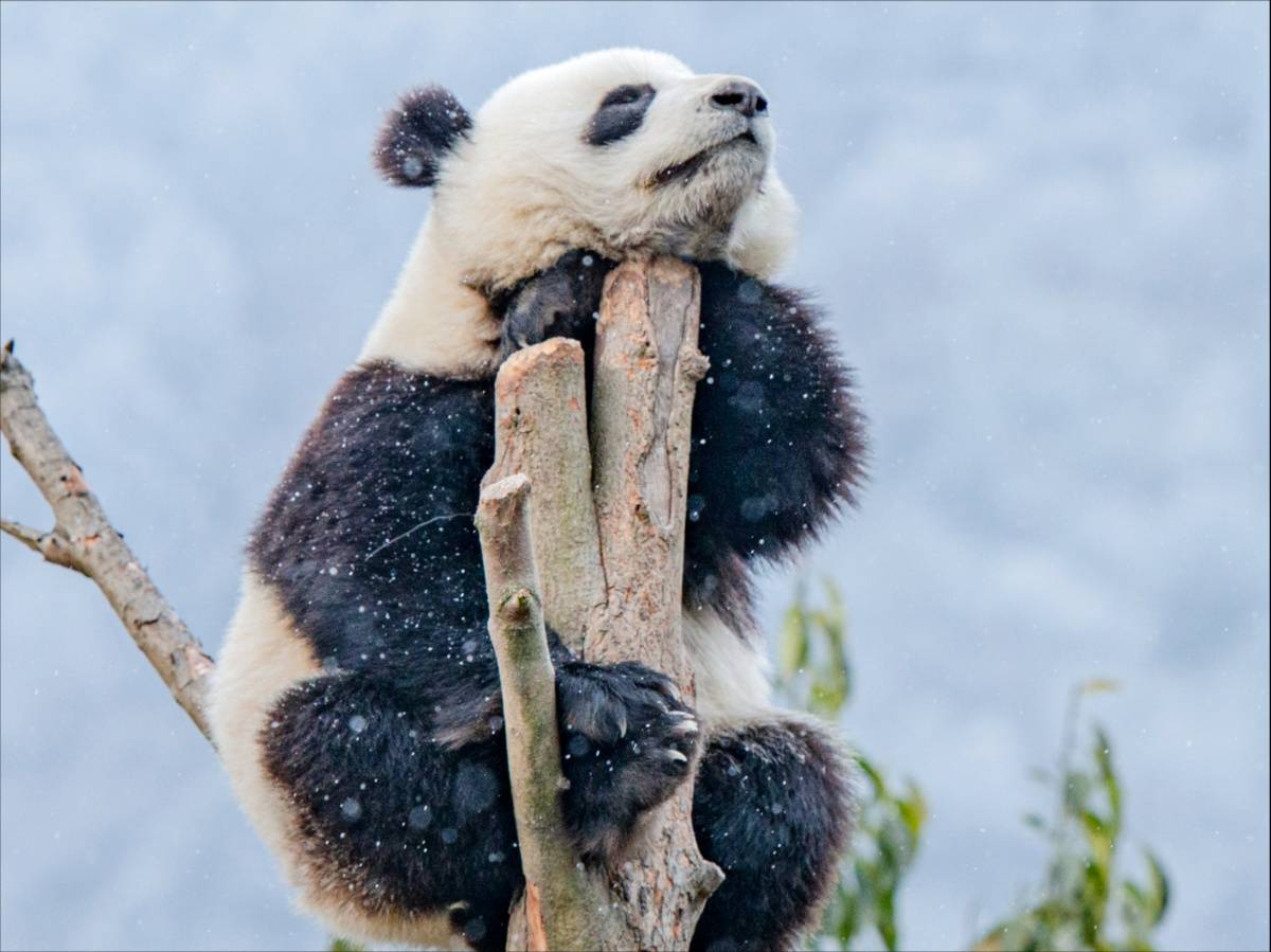 四川卧龙:寒冬腊月熊猫欢 树杈上思考"熊"生
