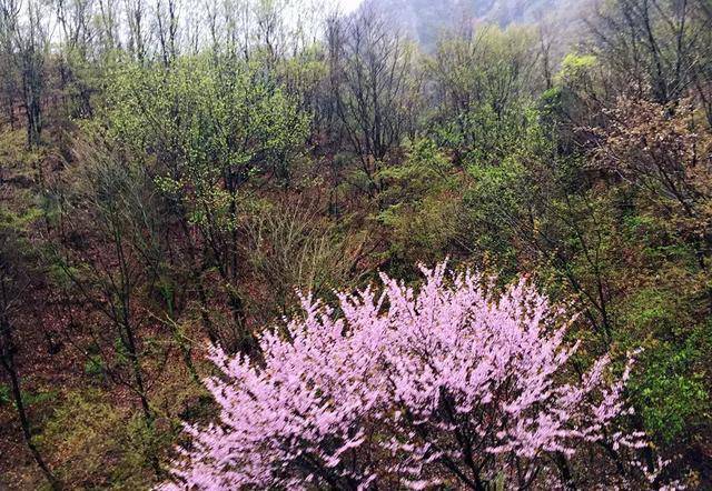 洛阳老君山春已至冬未尽，清明节遇见春天里的雪域王国