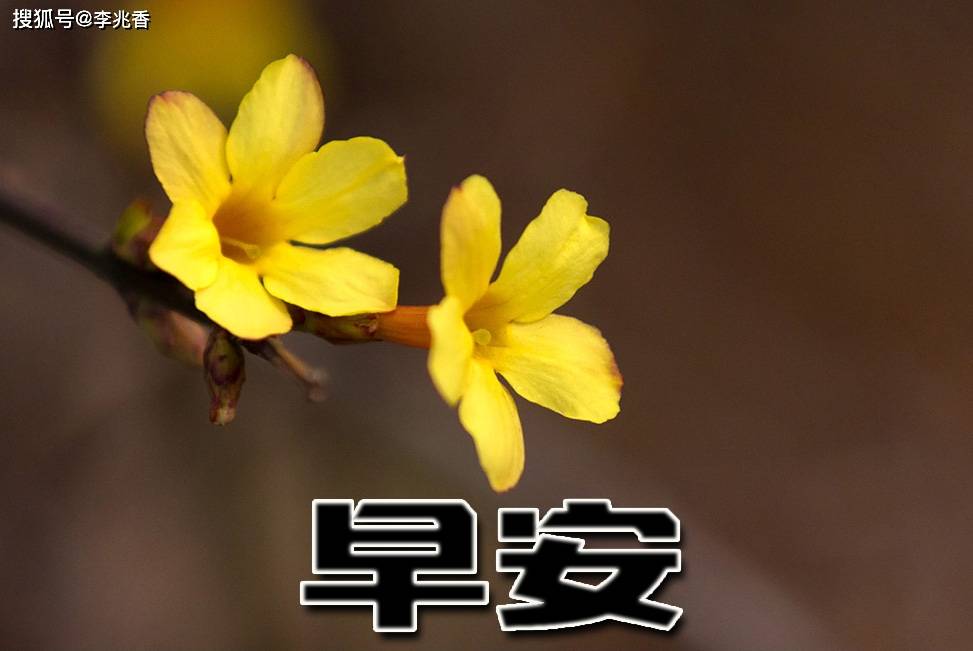 请下载2021年早晨图片,图片2021新图片下载 2021年早安问候语录,早上满满的正能量句子,请签收!
