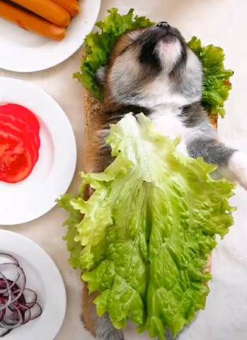 小狗狗被放食物盤上，墊上青菜做熱狗，玩狗創意大升級！ 萌趣萌寵 第2张