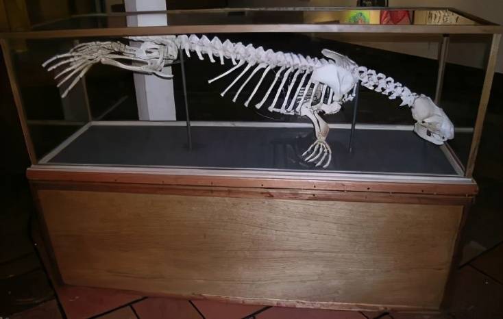 南极发现的骨架属于史前生物你肯定不知道海豹屁股后面有只手