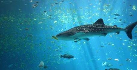 美国耗资2.9亿美元，建成的巨无霸水族馆，光鱼类就超有3000种