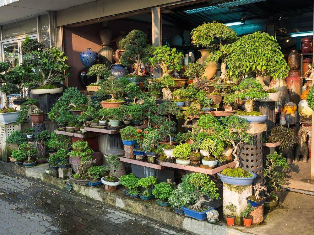 中国6大花市全国最大的花卉批发市场介绍