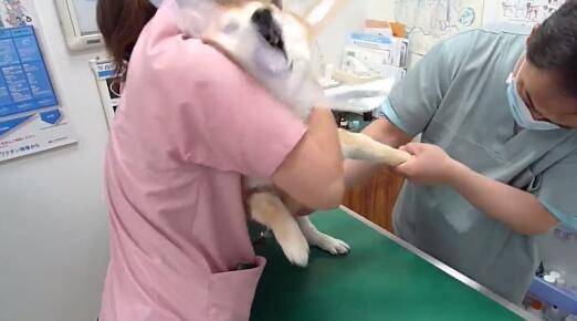 柴犬去做檢查，三個醫生按不住，美女護士已崩潰！ 萌趣萌寵 第2张