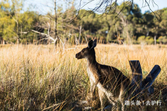 澳大利亚袋鼠岛之殇：三分之一面积被烧毁，珍稀动物再度濒临灭绝