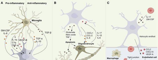 neuron重磅长综述星形胶质细胞在中枢神经系统炎症中扮演的角色