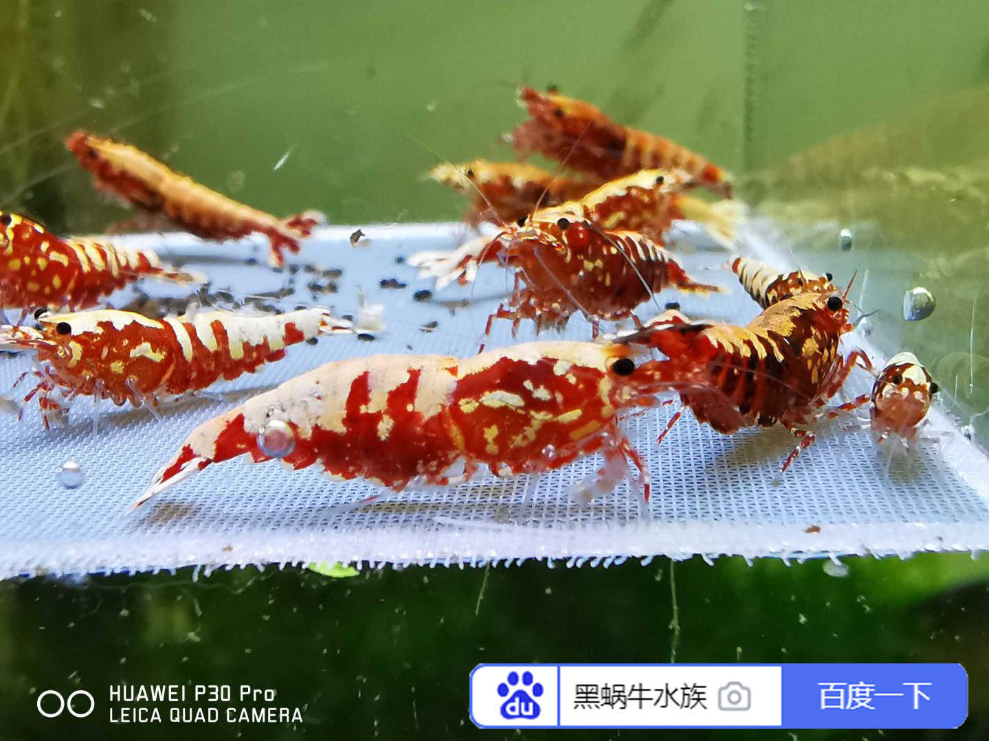 怎么养好水晶虾 d4e6834583694a8d8d9cef720ad262fe.jpeg