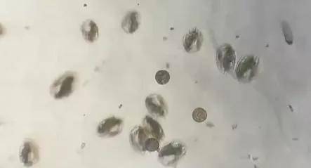 游仆虫